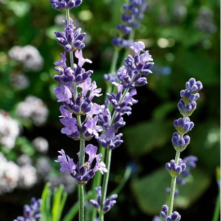 Lavender