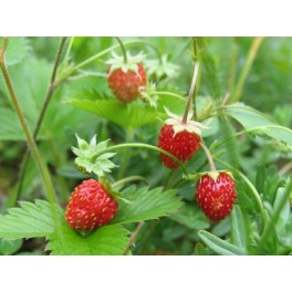 Wild Strawberry