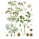 Cilantro