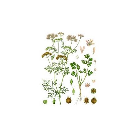 Cilantro