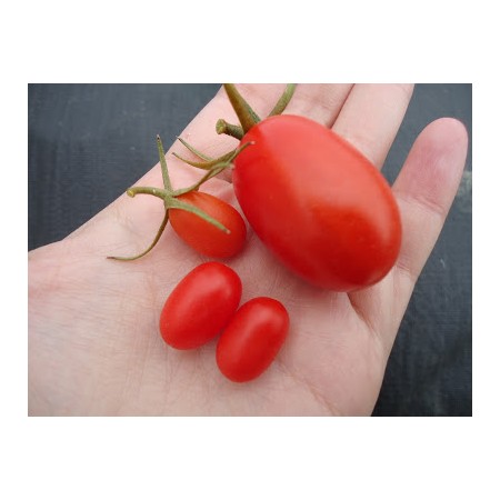 Jelly Bean Tomato Seeds