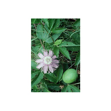 Passionflower - Maypop
