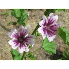 'Zebrina' Mallow - Malva Sylvestris