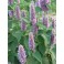 Anise Hyssop