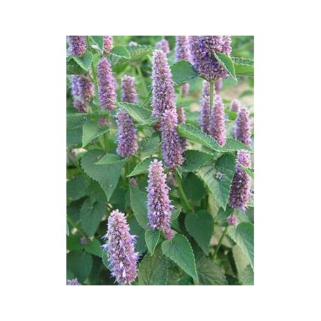 Anise Hyssop