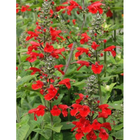 Salvia Coccinea - Lady in Red