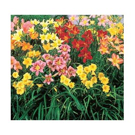 Daylily Mix Color 