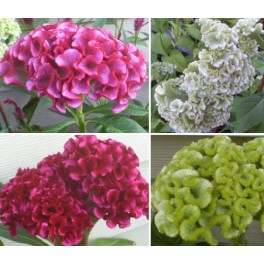 Spring Cockscomb Garden Pack