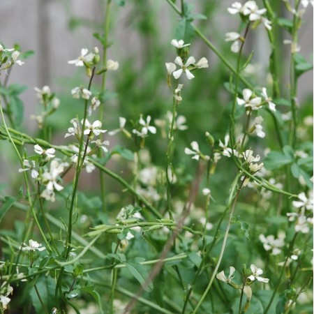 Arugula Roquette Seeds - Heirloom