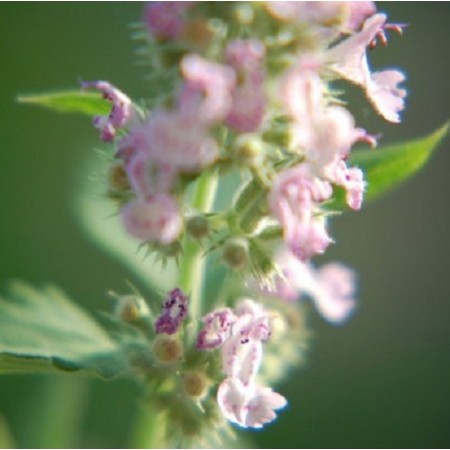 Catnip