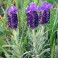 Spanish Lavender