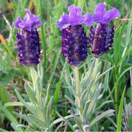 Spanish Lavender
