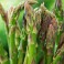 Asparagus 'Mary Washington'
