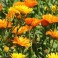 Calendula