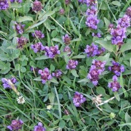 Self Heal