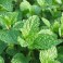 Spearmint
