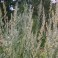 Wild California Mugwort
