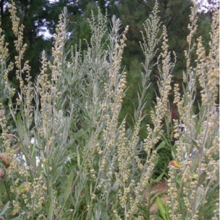 Wild California Mugwort