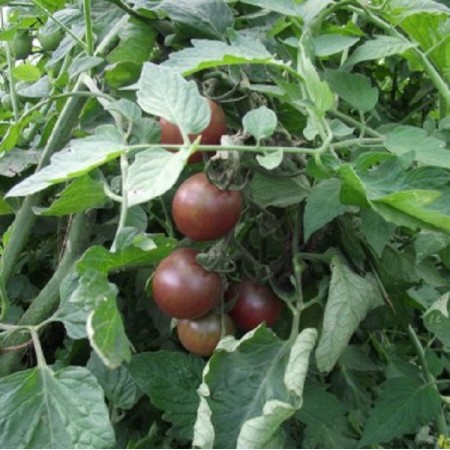 Black Cherry Tomato
