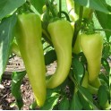 Sweet Banana Peppers