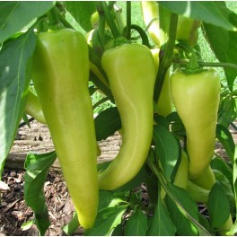 Sweet Banana Peppers