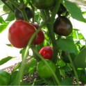 Door Knob Peppers