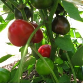 Door Knob Peppers