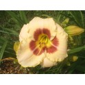 Daylily 'Custard Candy'