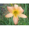 Daylily 'Abstract Art'