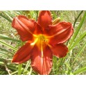 Daylily 'Acer'