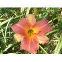 Daylily 'Amazon Amethus'