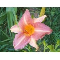 Daylily 'Naughty Marietta'