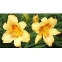 Daylily 'Black Eyed Stella'