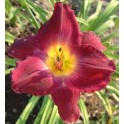 Daylily 'Apollodorus'