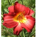 Daylily 'My Ways'