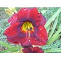 Daylily 'Siloam Show Girl'