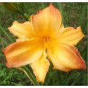 Daylily 'Golden Chance'