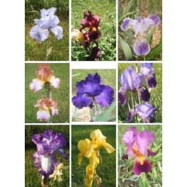 Iris Germanica Mix