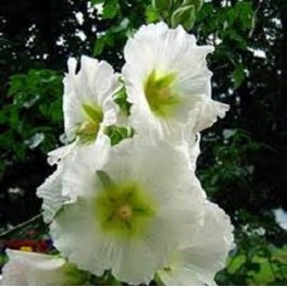 Hollyhocks Pink, Deep Pink, White Single