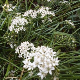 Garlic Chives