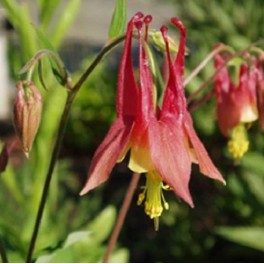 'Red Eastern Columbine'