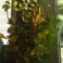 'Bittersweet Vine'