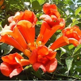 'Hummingbird Vine'