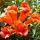 'Hummingbird Vine'