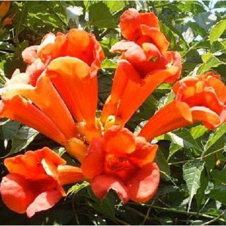'Hummingbird Vine'