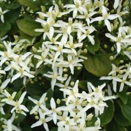 Virgin's Bower "Sweet Autumn"
