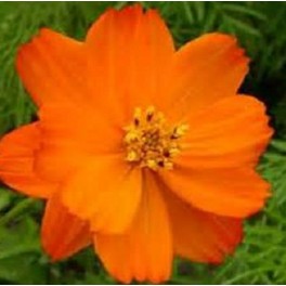 Bright Lights Orange