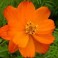 Bright Lights Orange