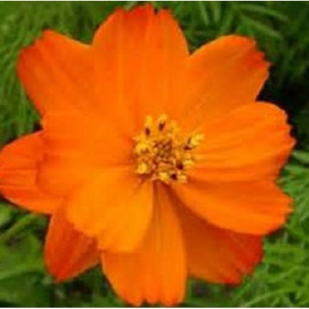 Bright Lights Orange