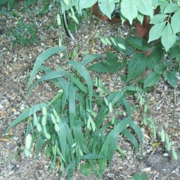 'Northern Sea Oats'
